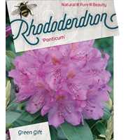 Rhododendron ponticum