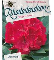 Rhododendron 'Wilgen's Ruby'