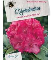 Rhododendron 'P. American Beauty'