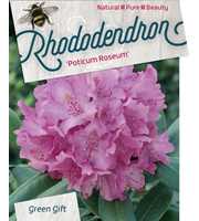 Rhododendron pont. 'Roseum'