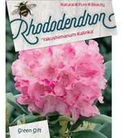 Rhododendron (Y) 'Kalinka'