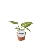 Philodendron Gloriosum