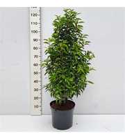Prunus lusitanica Angustifolia 120/140 gekiemd