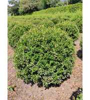 Ilex crenata Stokes Ø 60/70