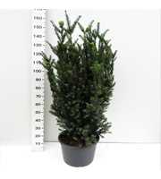 Taxus media Hillii 120/140 gekiemd