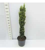 Taxus baccata David 100/120 gekiemd