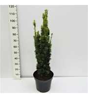 Taxus baccata David 80/100 gekiemd