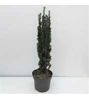 Taxus baccata Fastigiata Robusta 60/80 gekiemd