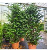 Taxus baccata 225/250 gekiemd