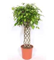 Ficus Exotica