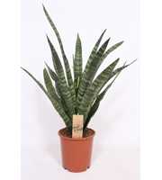 Sansevieria Diamond Green