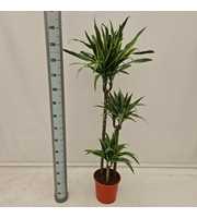 Dracaena Lemon Lime Jumbo 90-60-30