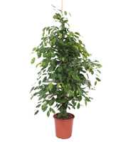 Ficus Exotica