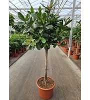 Ficus Cyathistipula