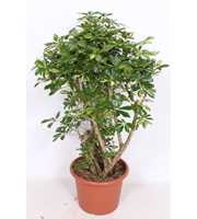 Schefflera Gold Capella