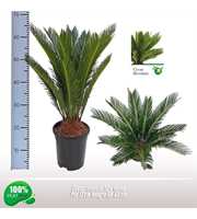 Cycas revoluta 12-14 veren