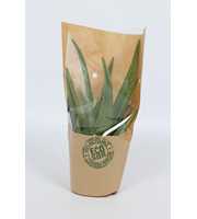 Aloe Vera 12cm 2 stek - ECO Hoes