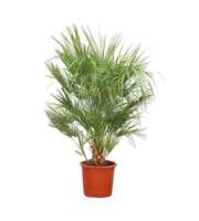 Chamaerops Humilis - 160cm