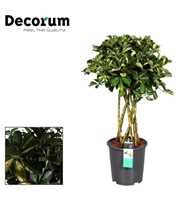 Schefflera Gold Capella koker (Decorum)