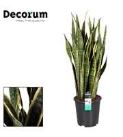 Sansevieria Laurentii 100-110 cm (Decorum)