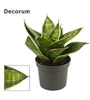 Sansevieria hahnii 9 cm Superstar(Decorum)