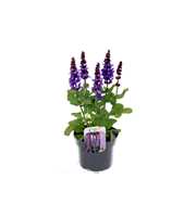 Salvia nem. Blue Marvel