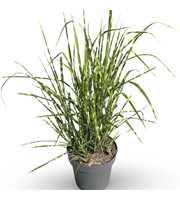 Miscanthus sin. 'Strictus'