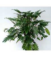 PHILODENDRON SELLOUM