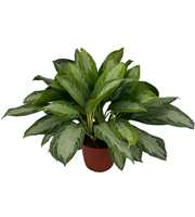 Aglaonema Silver Bay P24