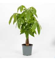 Pachira Aquatica 19cm - gevlochten 5 stam