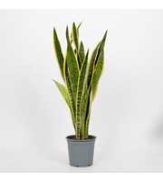 Sansevieria Laurentii 19cm