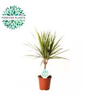 Dracaena Golden Dragon p14