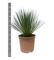 Yucca Rostrata - 60cm