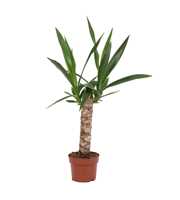 Yucca Elephantipes 12 cm - 30cm hout