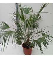 chamaerops humilis