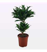 Dracaena compacta 30-10 60cm