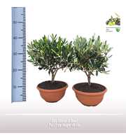 Olea bonsai in schaal
