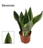 Sansevieria Silver flame 12 cm (Decorum)