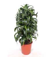 Dracaena Dorado