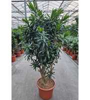 Dracaena reflexa