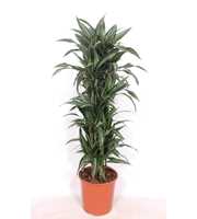 Dracaena Ulises