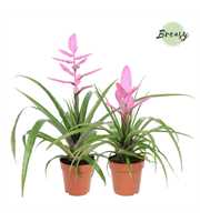 Tillandsia Sweet - FULL CC