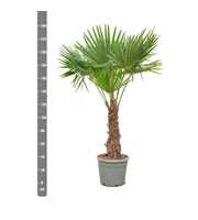 Trachycarpus Fortunei - 240cm