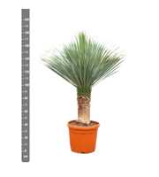 Yucca Rostrata - 180cm