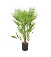 Chamaerops Humilis - 170cm