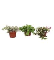 Tradescantia Mix 12CM - vrije mix