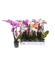 Phalaenopsis 6 color mix, 2,5-spike 18+