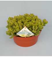 Bio Cotyledon tomentosa subsp.ladysmithiensis 615-