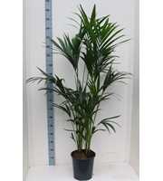 Kentia-Howea Forsteriana 27 cm 160 cm hoog