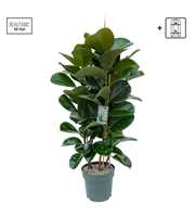 Ficus Makana Toef